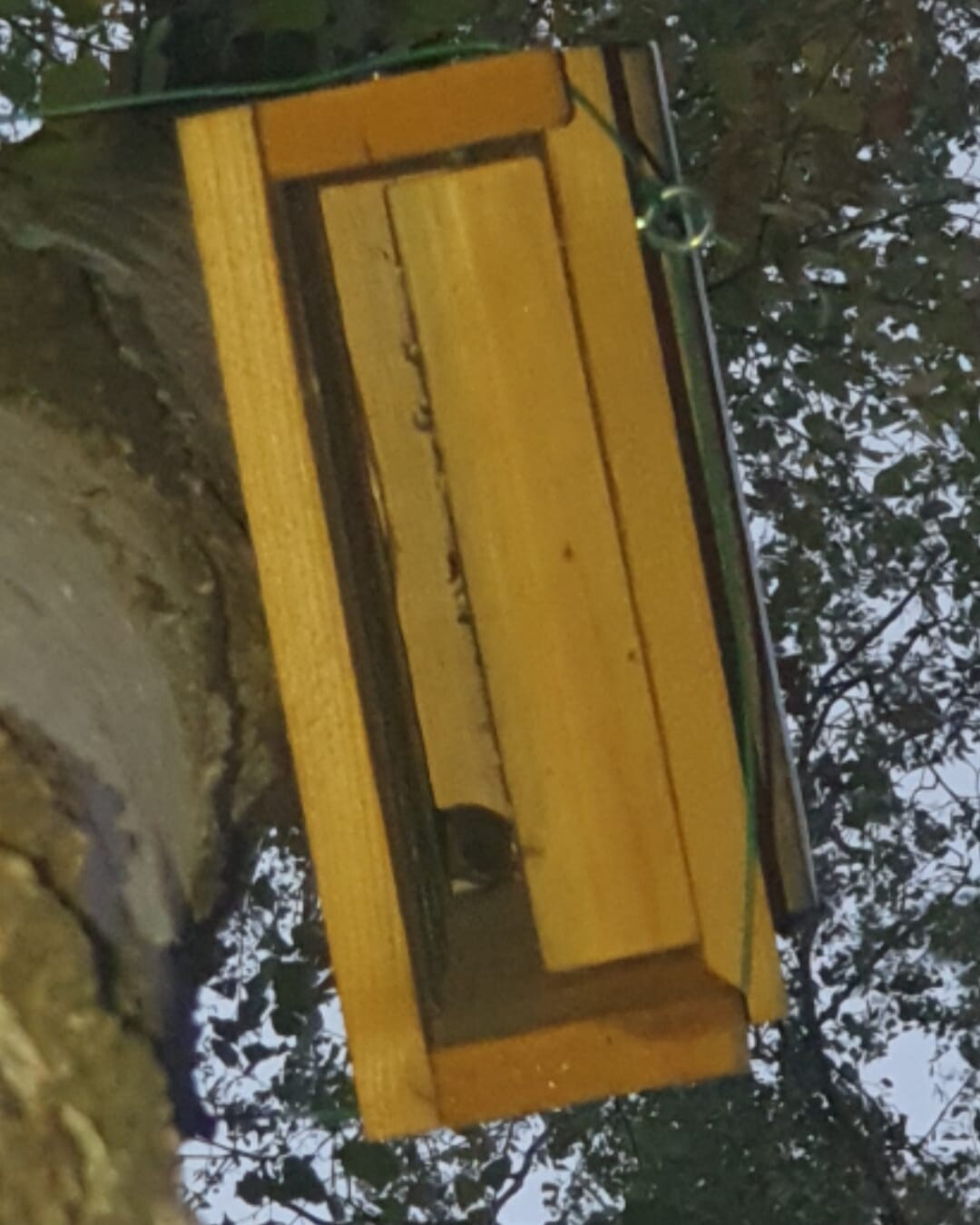 Yellow wooden small house on a tree, rectangular, probably a birdhouse or feeding station.