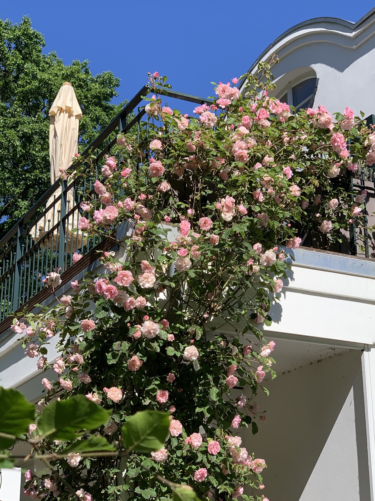 White facade with balcony, climbing pink roses, beige sunshade, blue sky.