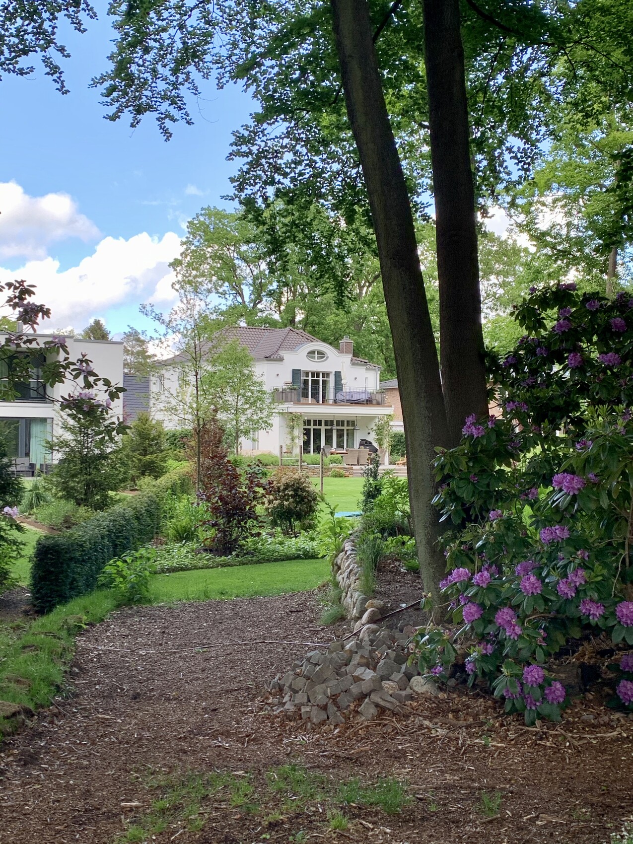 Garden with gravel and mulch path, rhododendrons on the left, view towards white house in the background.
