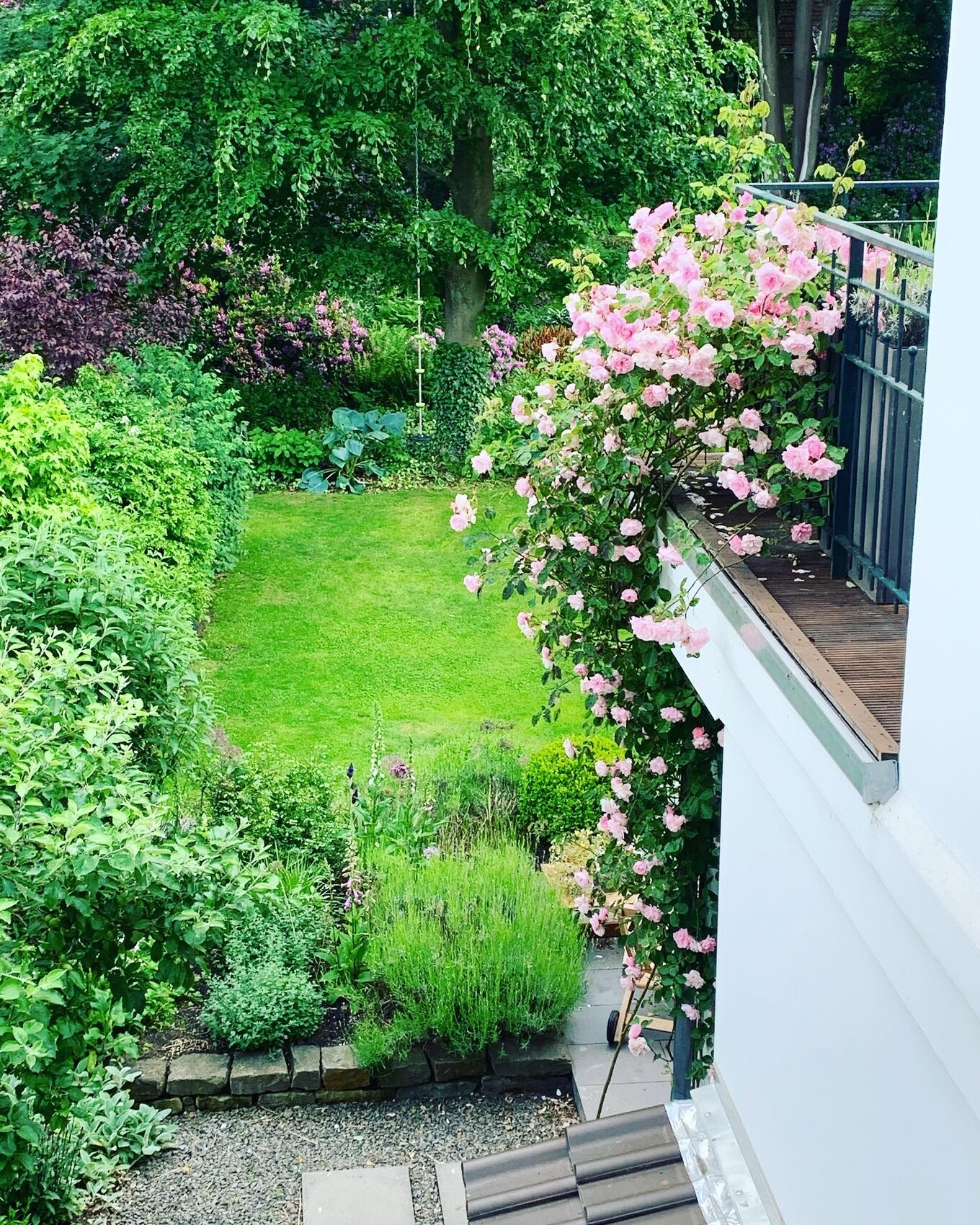 Garden with pink roses on the balcony, green lawn, shrubs and trees in the background.