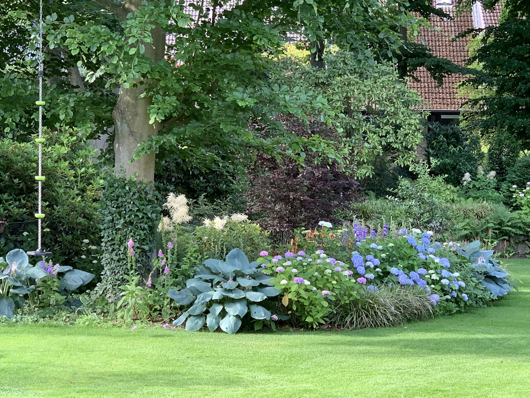 Garden with blue hydrangeas, large hostas, tree, climbing plant, climbing rope on the left and green lawn.