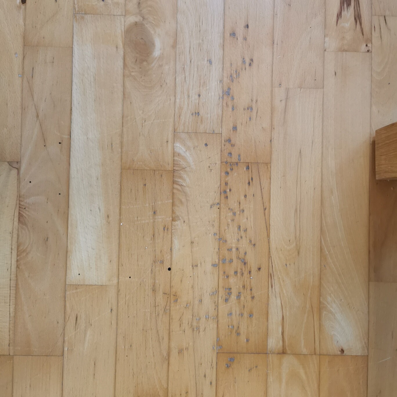 Light wooden floorboards with many small black spots; a chair leg visible on the right.
