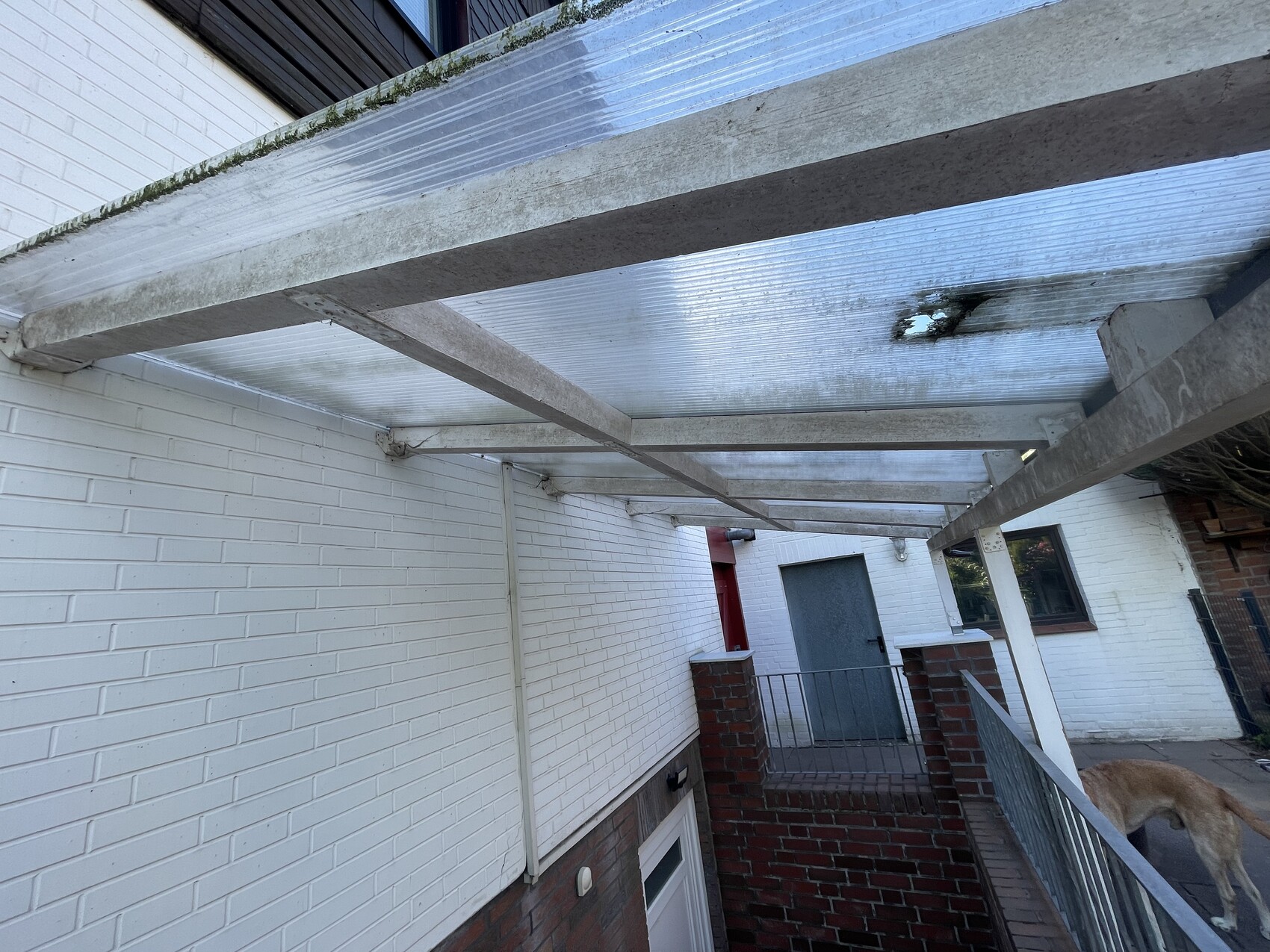Überdachte Metallkonstruktion mit durchsichtigen Dachplatten über weißem Ziegelhaus; Hund am Rand.