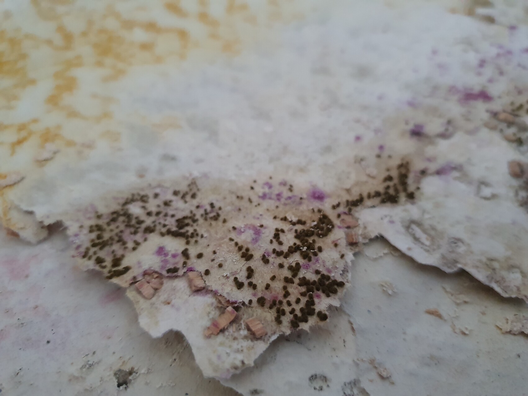 Close-up of crumbly light stone surface with black mold spots and reddish-purple stains.