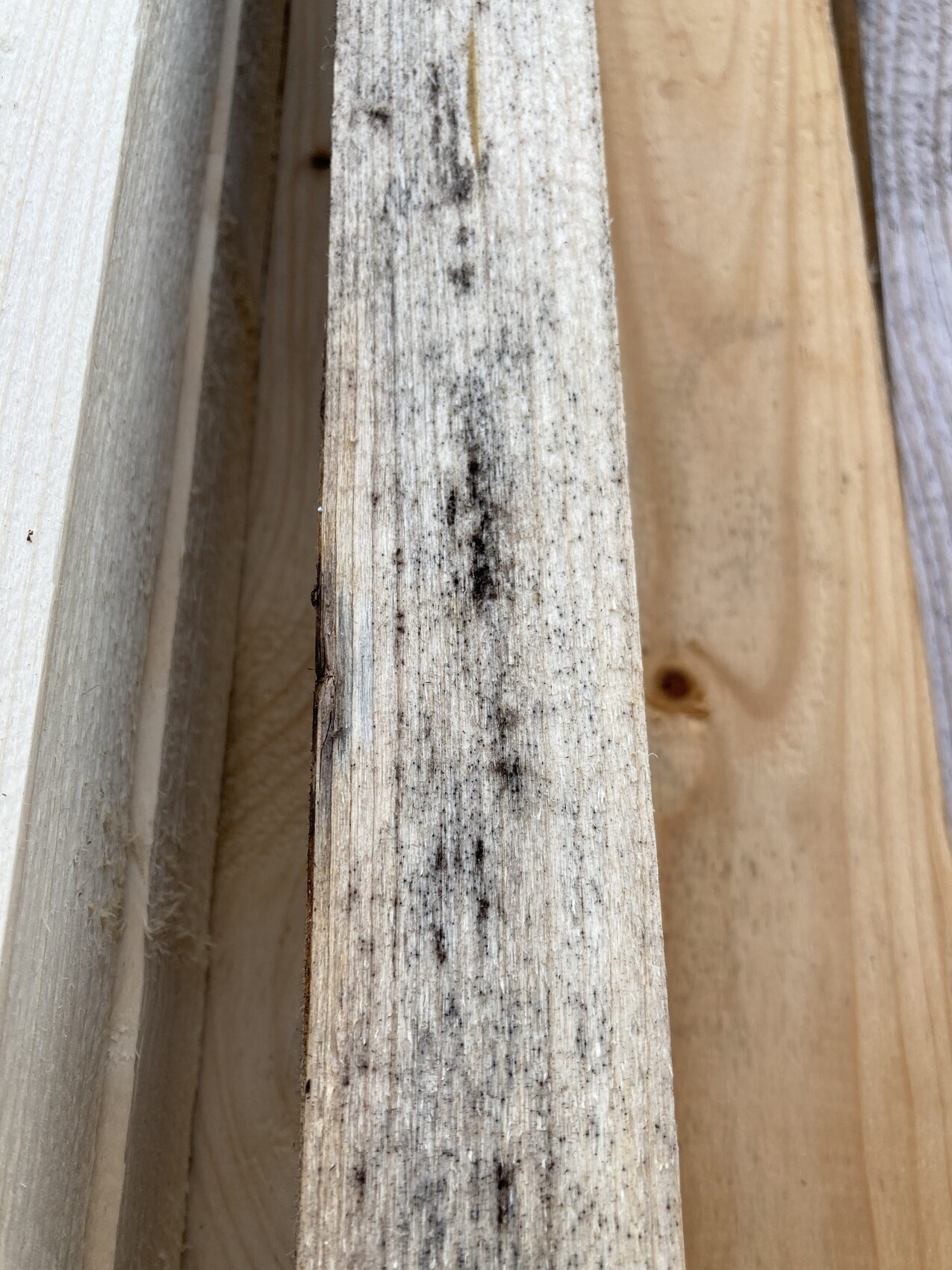 Weathered wooden boards with black mold spots, gray-white surface, laid side by side.