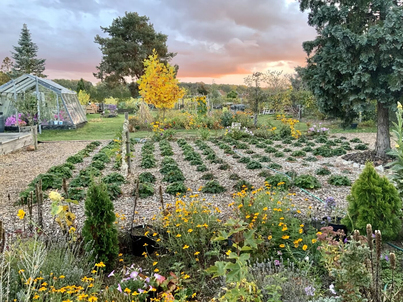 Garden with rows of vegetable beds, colorful flowers and small glasshouses, evening sun in the background.