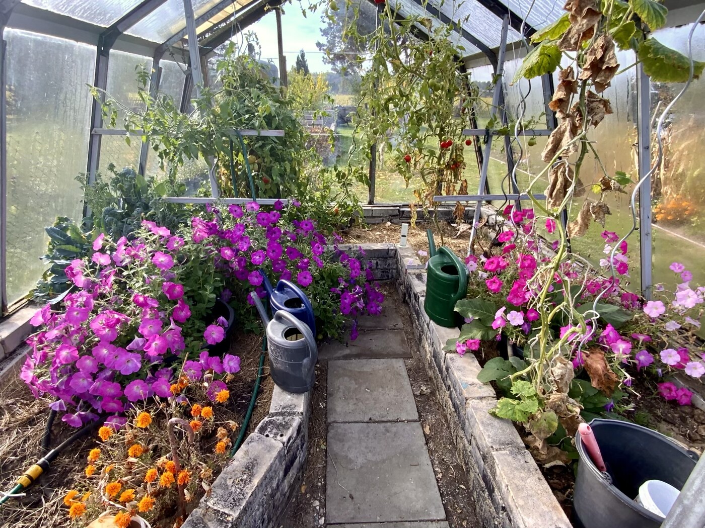 Greenhouse full of pink petunias, tomato plants, watering cans and beds.