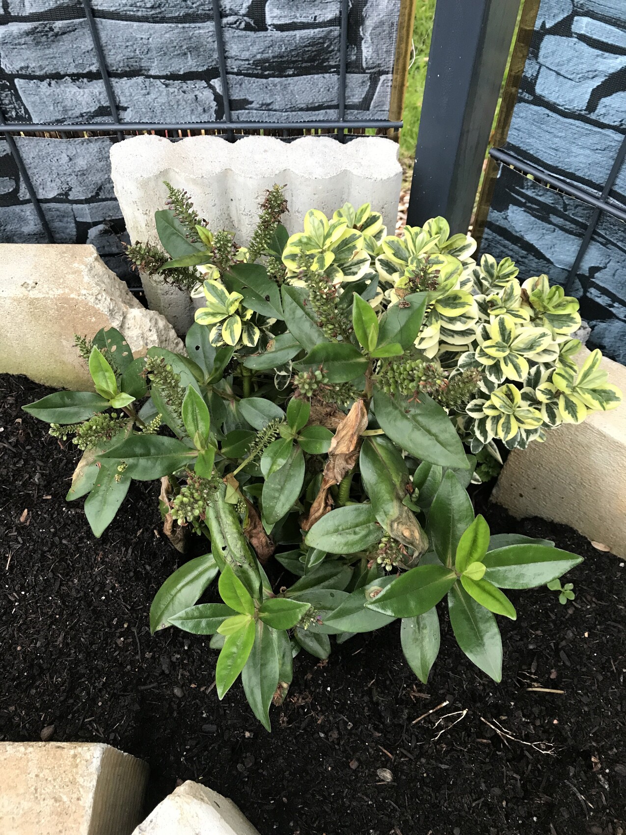 Garden bed with dark soil; shrub with panicle flowers and yellow-green variegated ornamental plant.