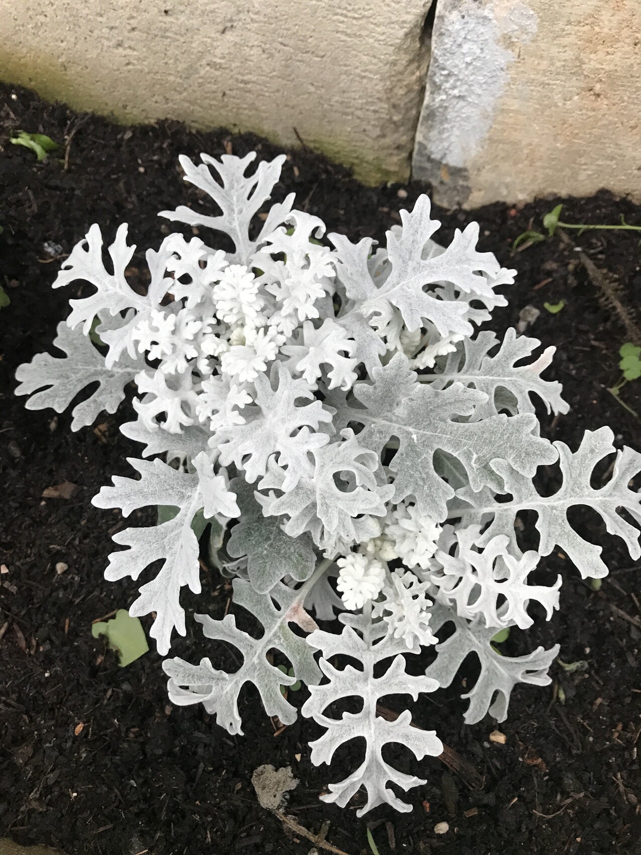 Silvery-gray, lobed leaves of a Dusty Miller plant in the bed.