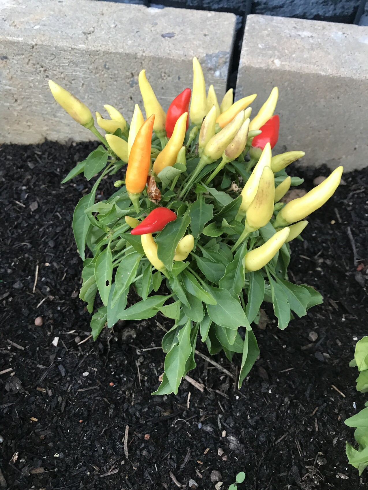 Small chili plant with yellow, orange, and red peppers in the garden bed.