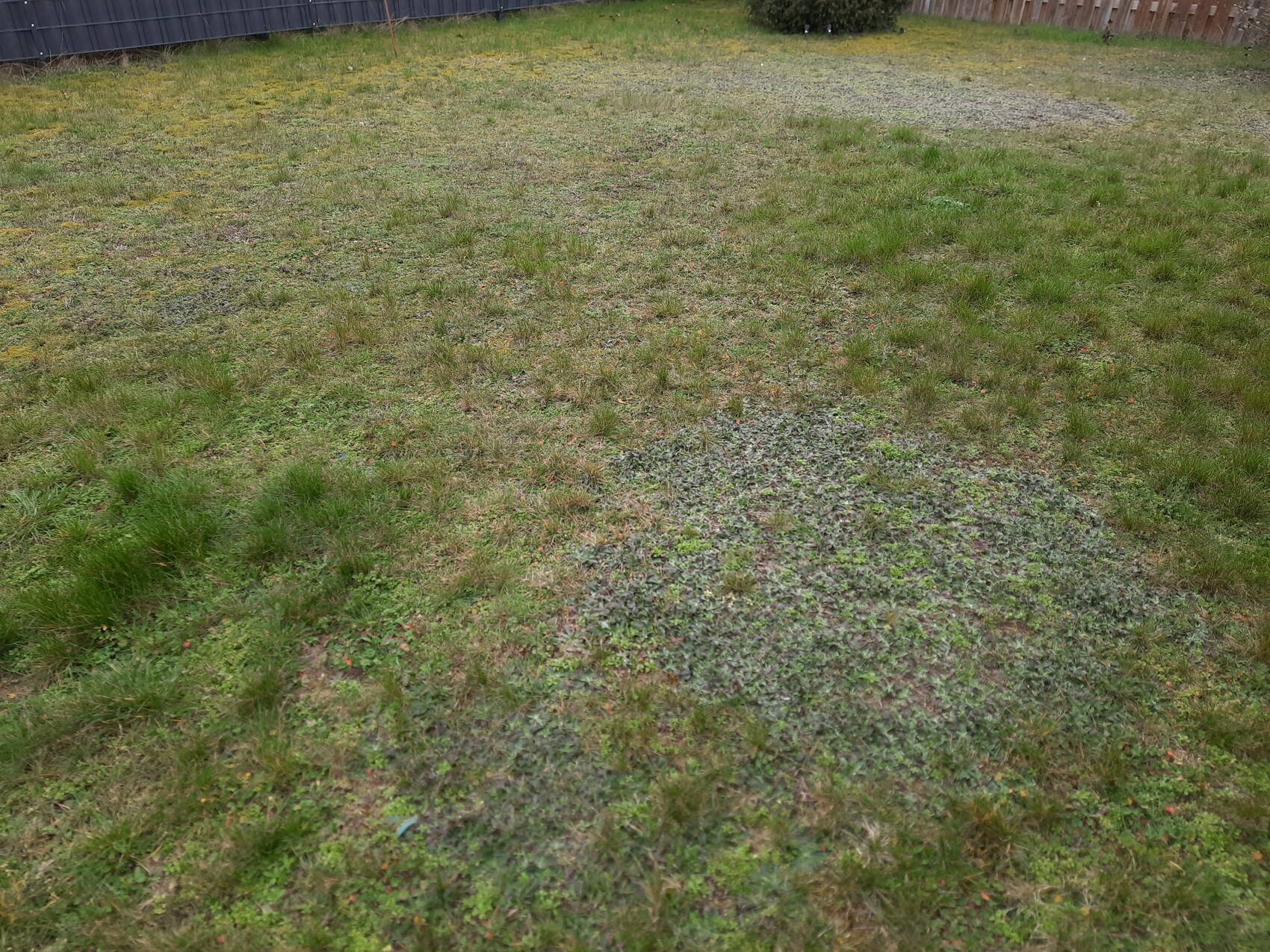 Garden area with mixed grass, bare gravel section and moss; fence in the background