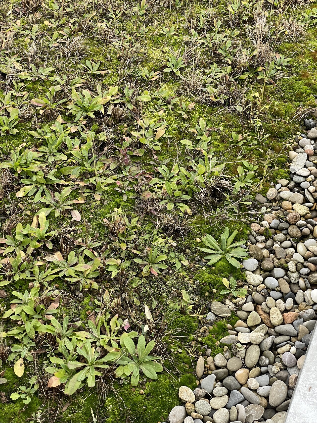 Green ground cover, moss, and gravel stones at the edge of a garden.