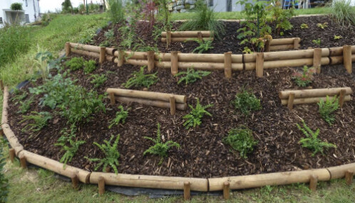 Gepflegtes Gartenbeet mit Mulch, Holzbegrenzung und jungen Pflanzen im Vorgarten