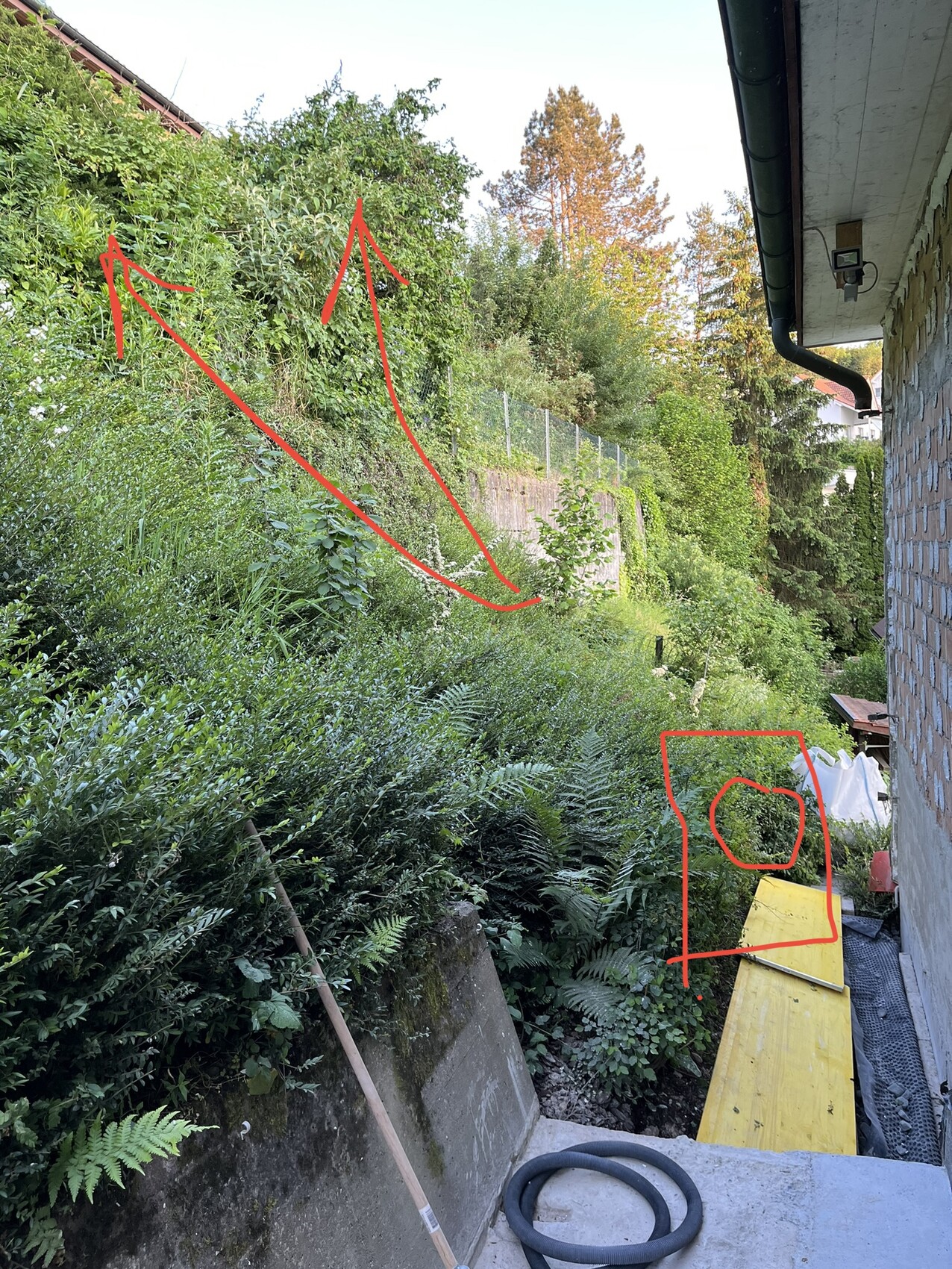 Unkempt garden area next to the house; dense vegetation, fence, yellow boards, hose in the foreground