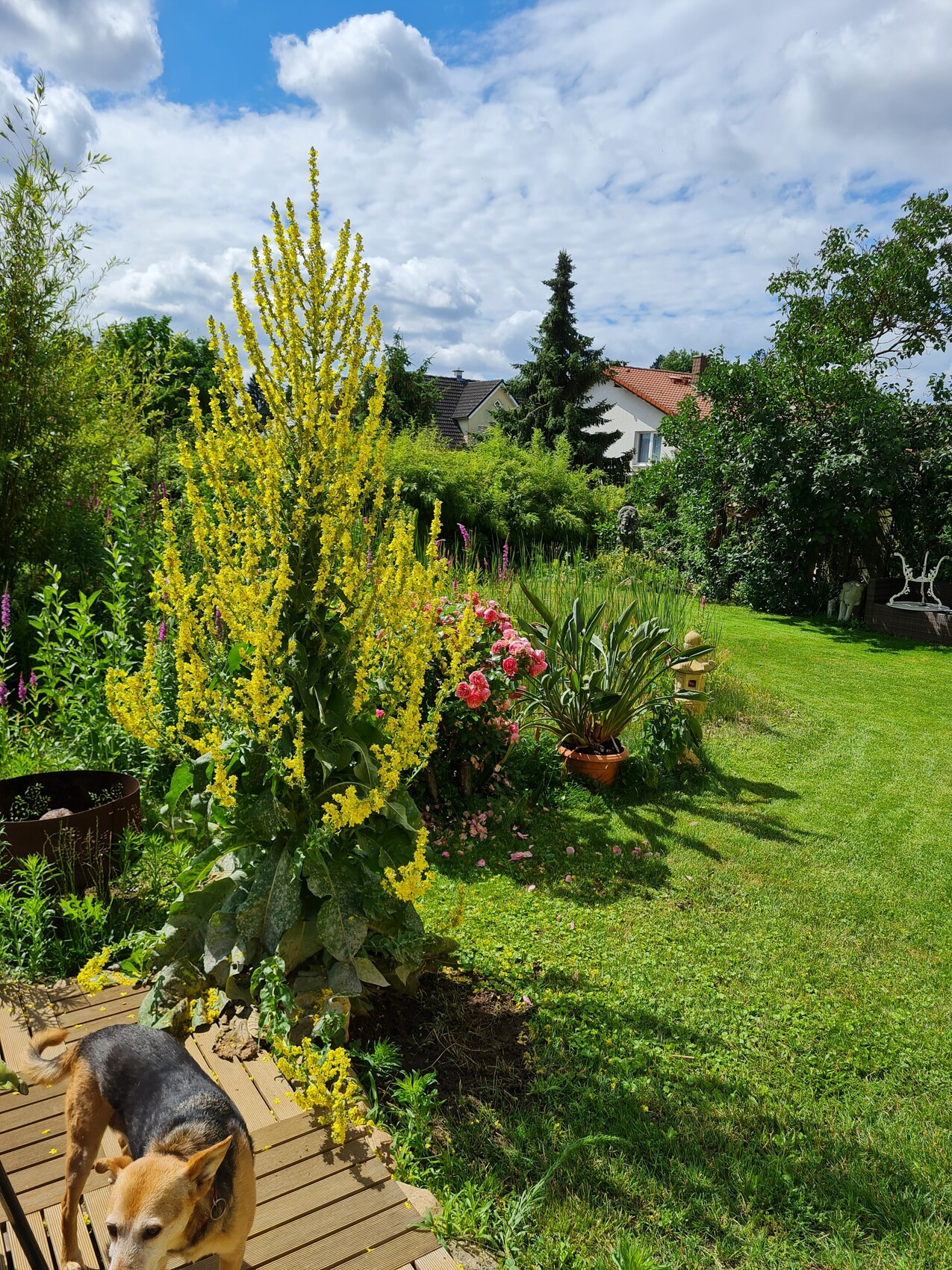 Garden with yellow flowers, shrubs, lawn, and dog on a wooden terrace.