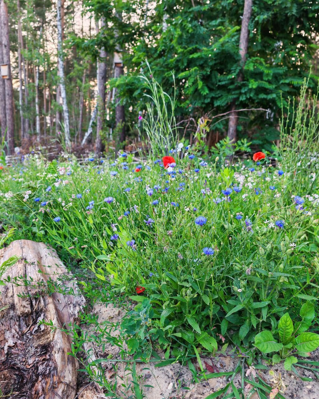 Wildflower meadow in the forest with blue cornflowers and red poppies; stump on the left.