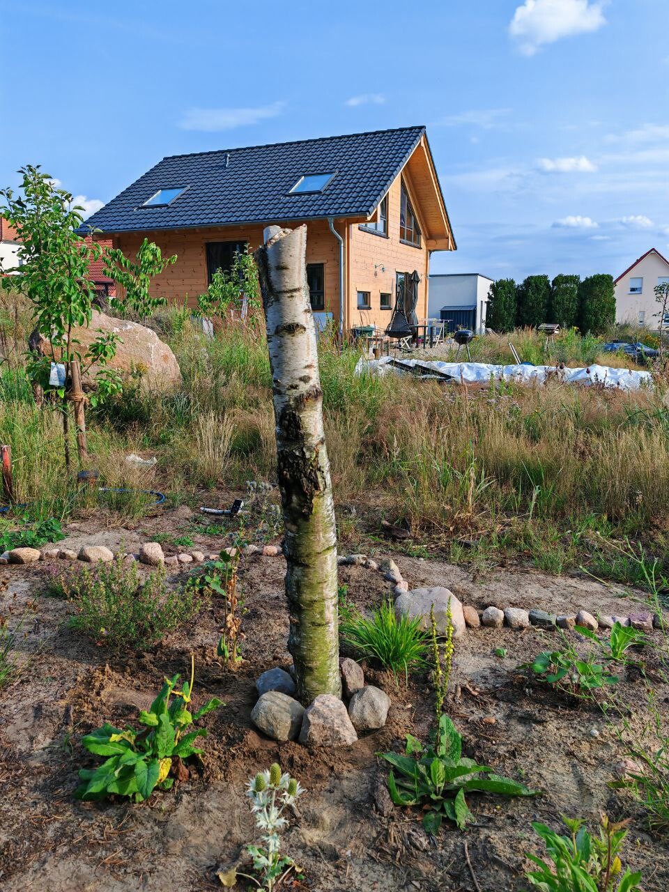 Wooden house under construction with dark blue roof, garden with birch tree in the foreground.