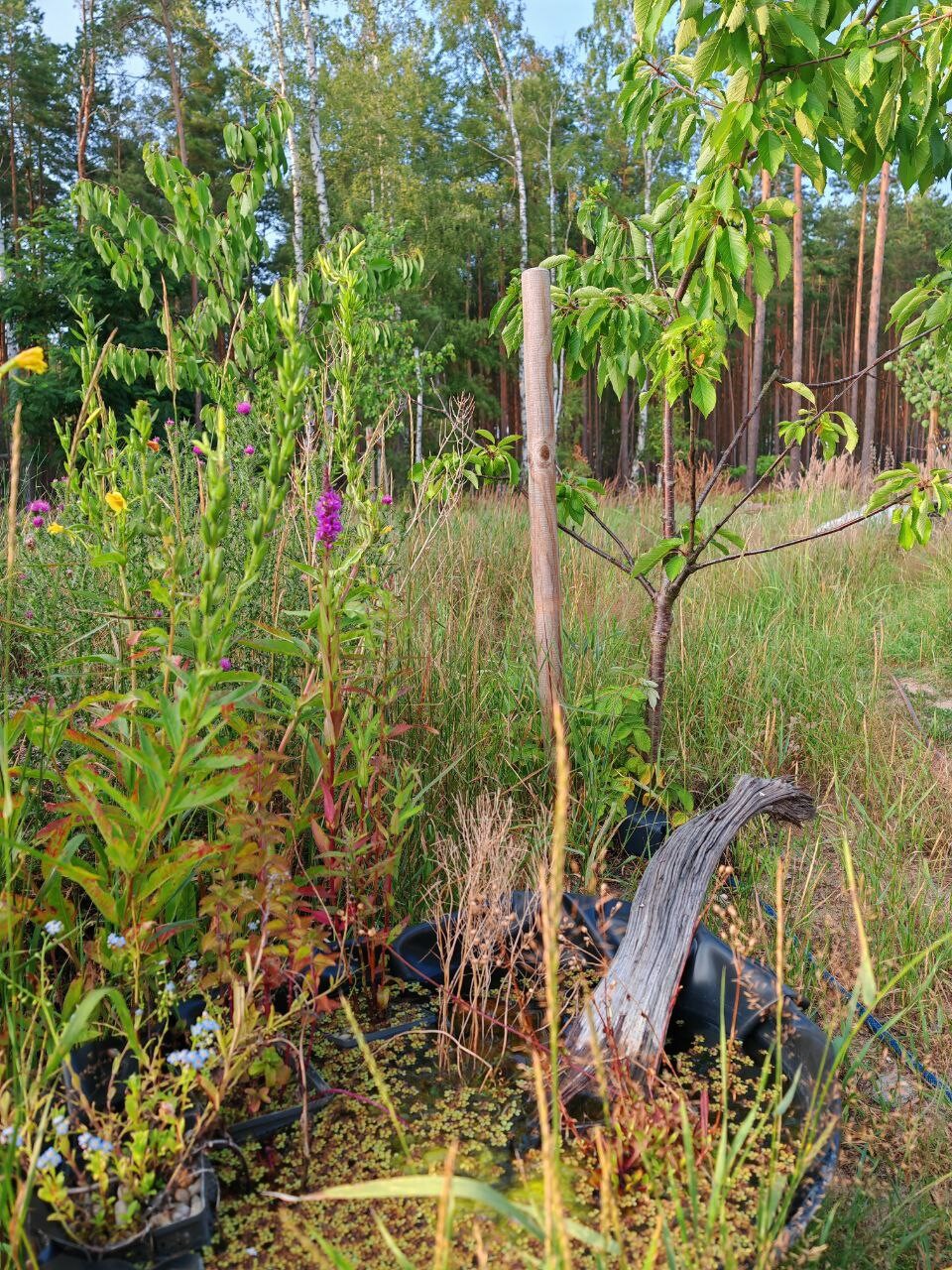 Young trees in planting pots with support stakes, surrounded by grass, flowers, and forest in the background.