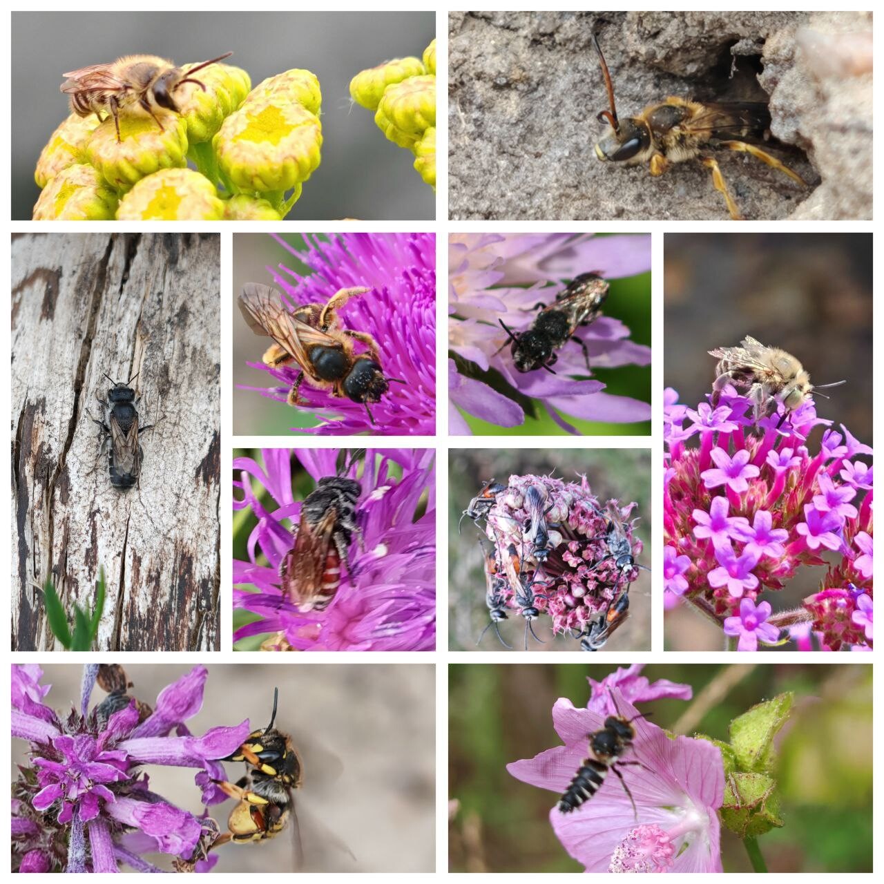 Collage of several close-up shots of bees visiting purple flowers.