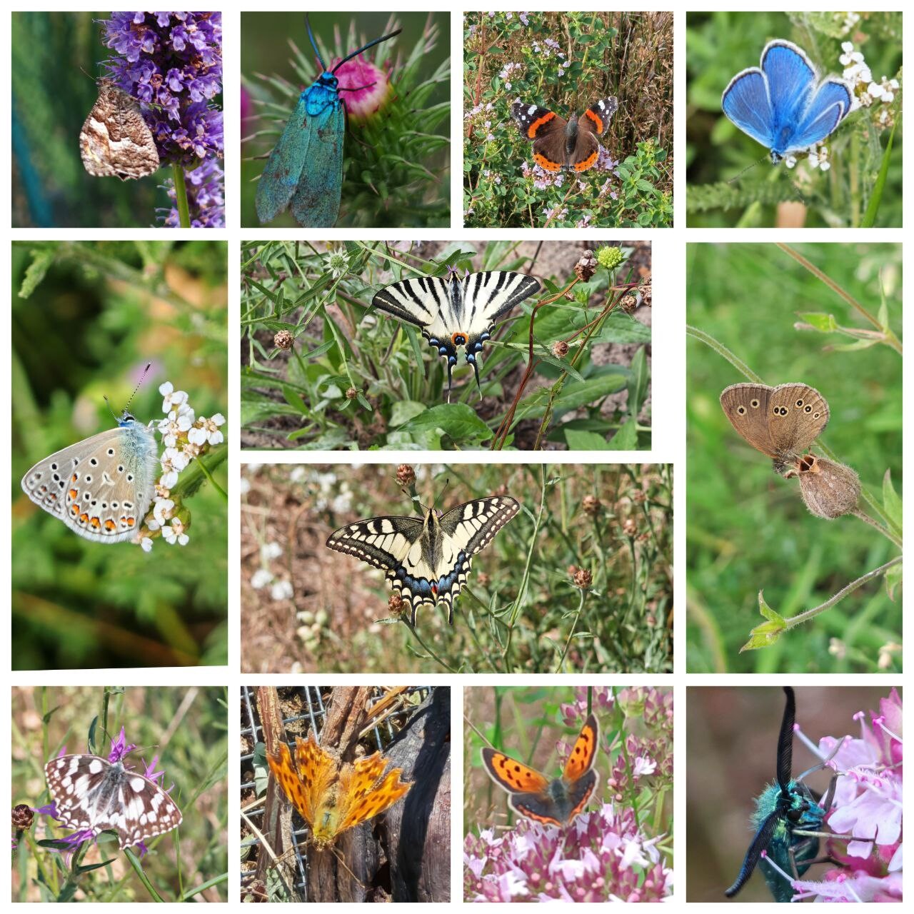 Collage of butterflies in various colors on flowering plants.