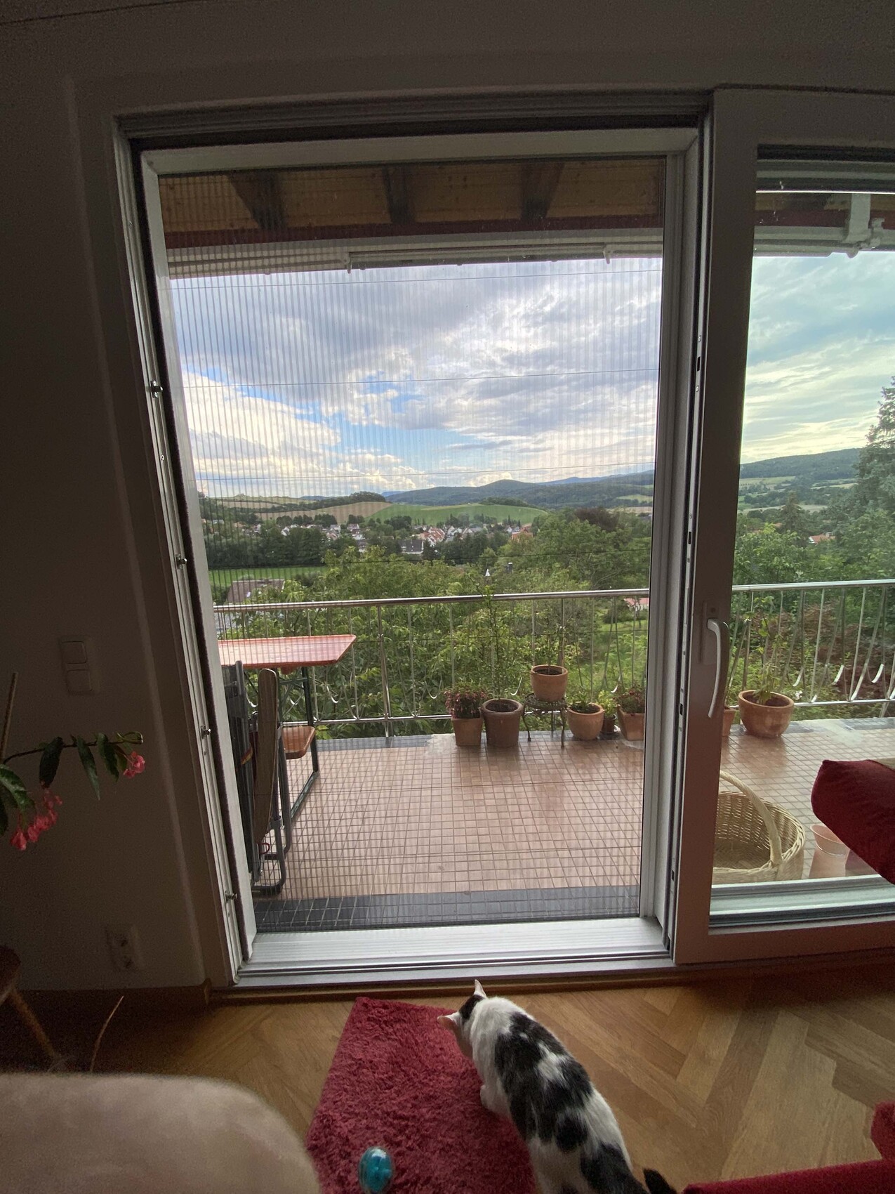 Open balcony door; balcony with planter boxes, cat on red carpet, view of green rolling hills.