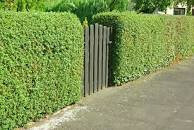 Green hedge fence with dark gate at the sidewalk