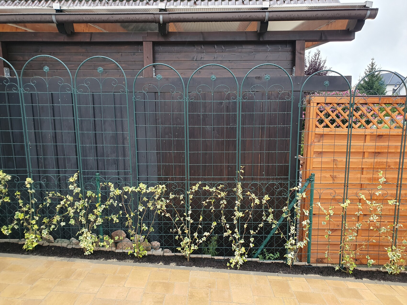 Green metal fence with arches in front of brown wooden fence; climbing green and white variegated plants.