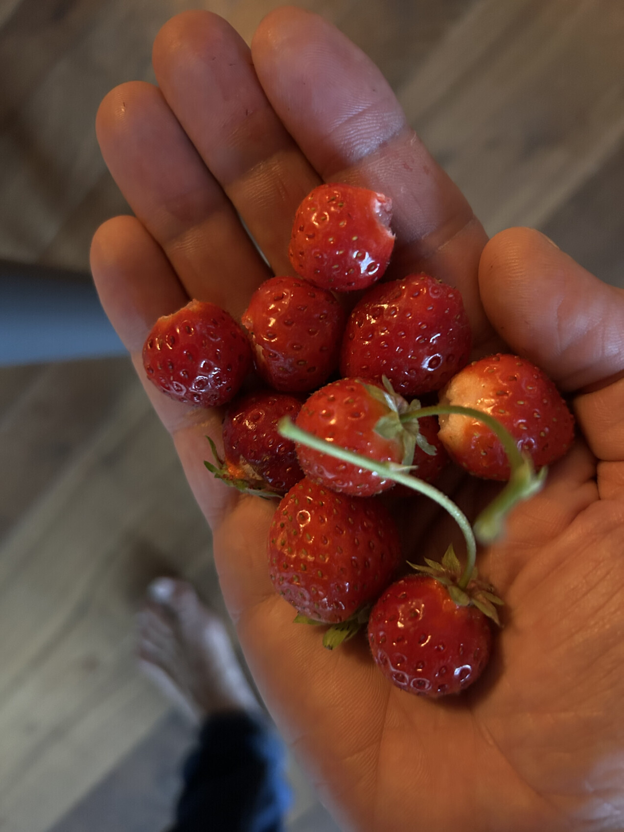 A handful of fresh red strawberries with green stems in an open hand.