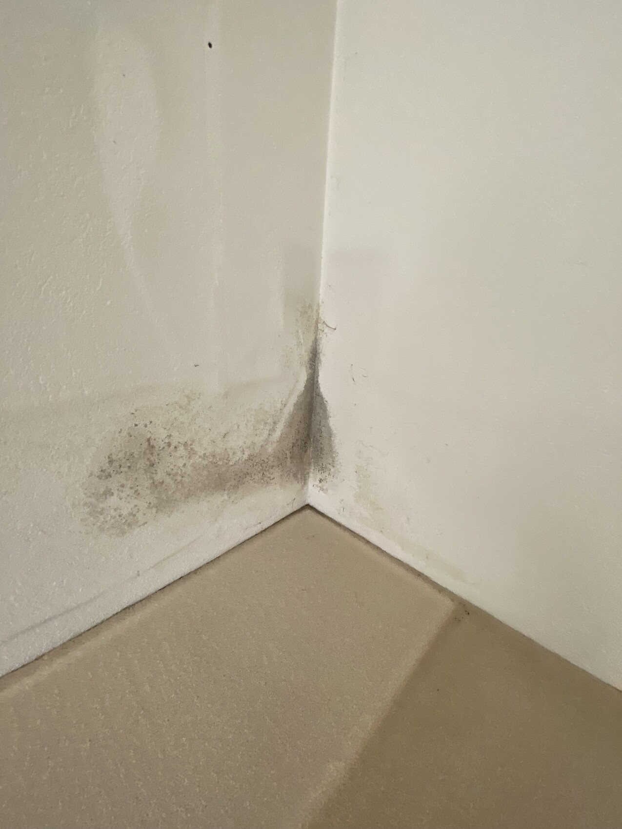 Corner of a white wall with mold growth at the base.