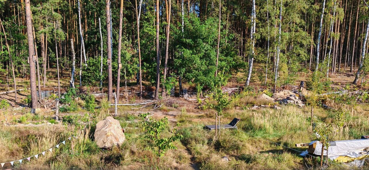 Outdoor area in the forest with trees, grass, and lounge chair.