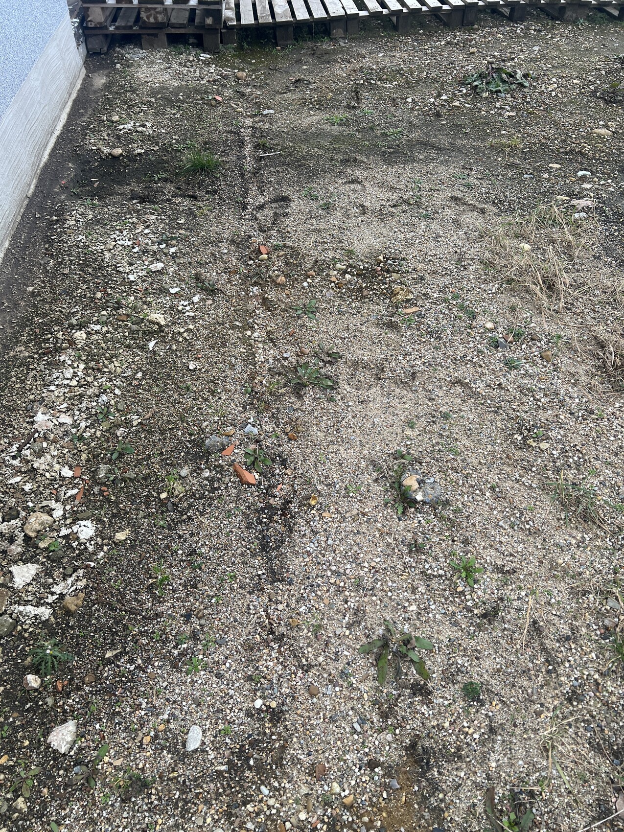 Weedy gravel soil next to a wall, few grasses, pallets in the background.