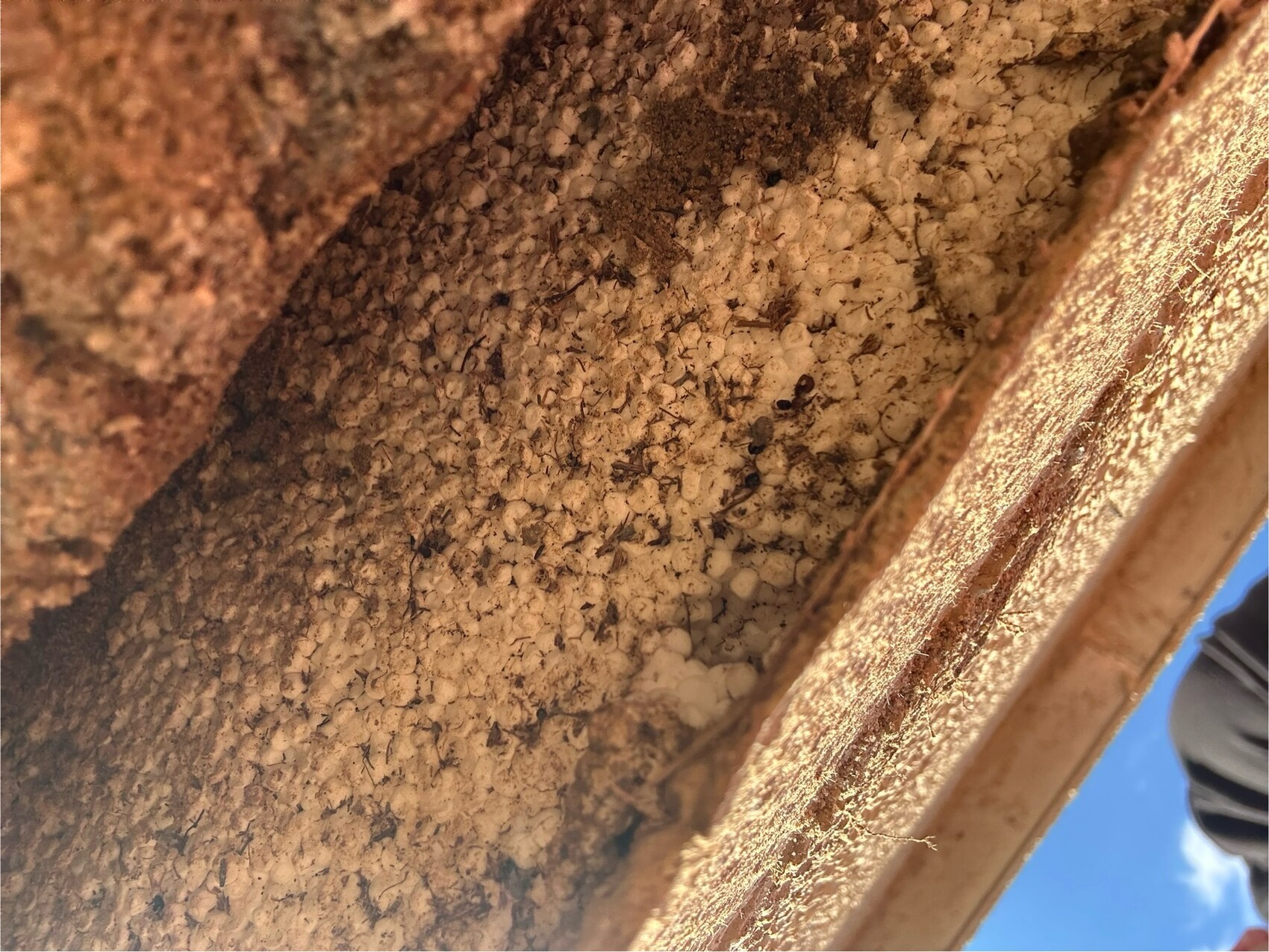 Close-up of wood with dense clusters of small beige pellets; possible infestation.
