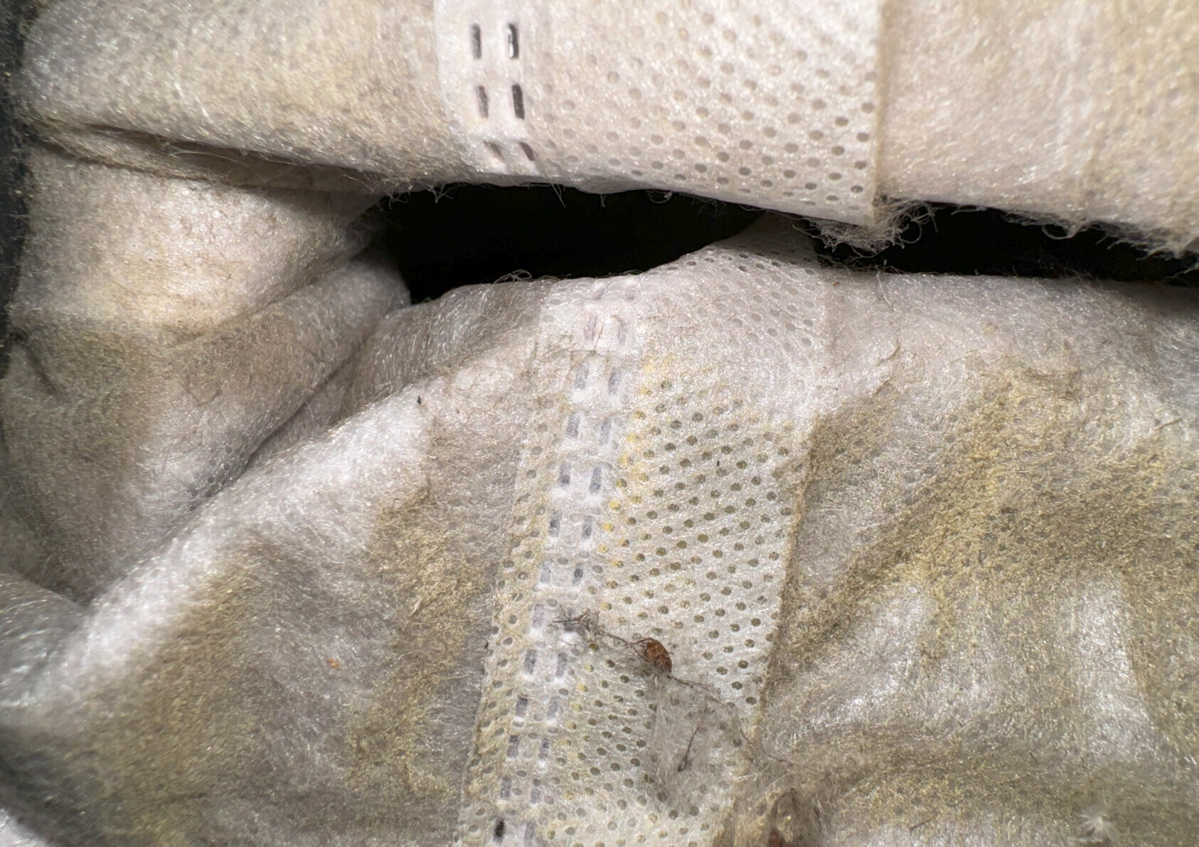 Close-up of a dirty fabric with perforated tape; a small brown insect sits on it.