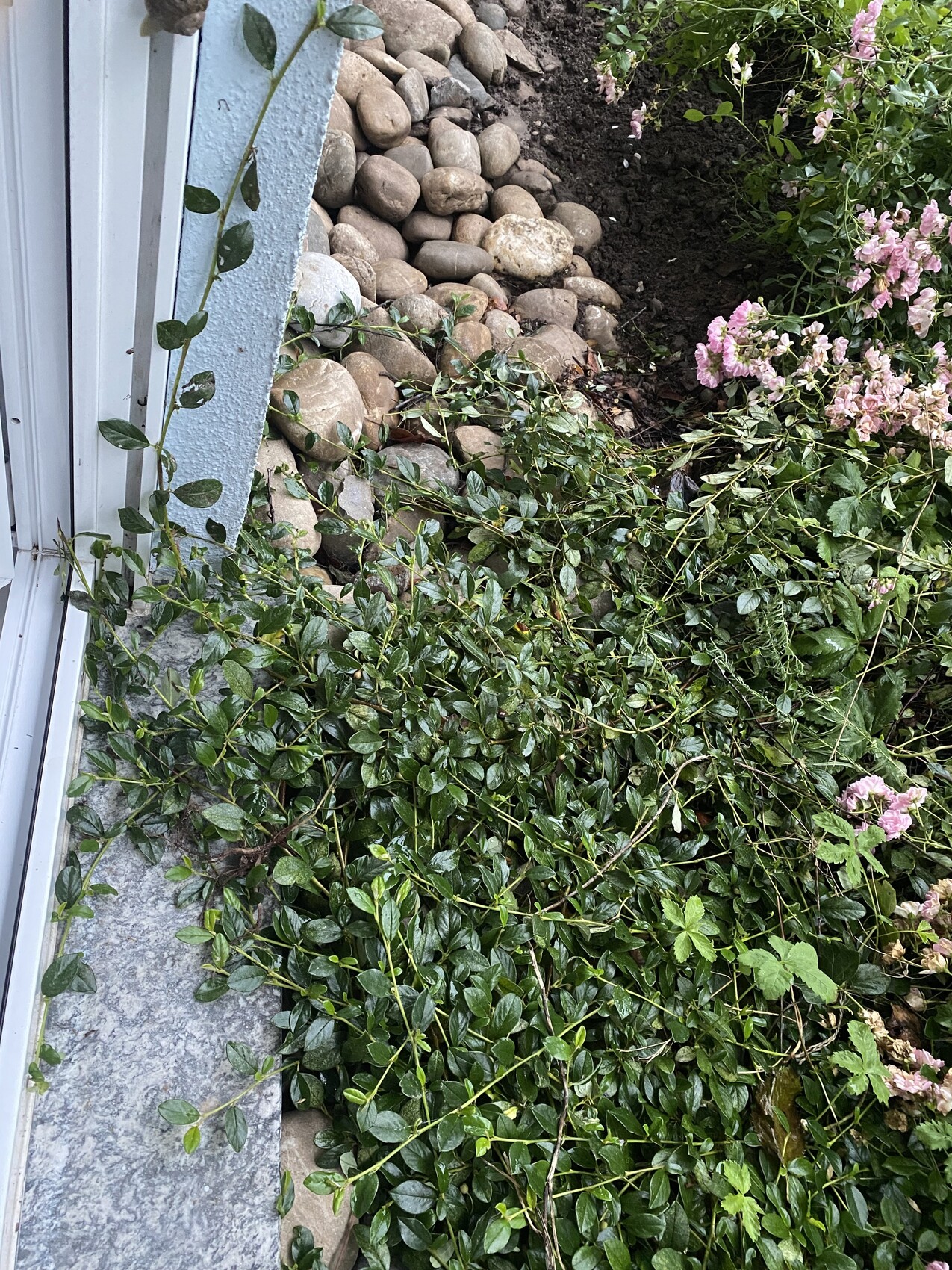 Garden edge with green ground cover plants, pink roses, and gravel by the house