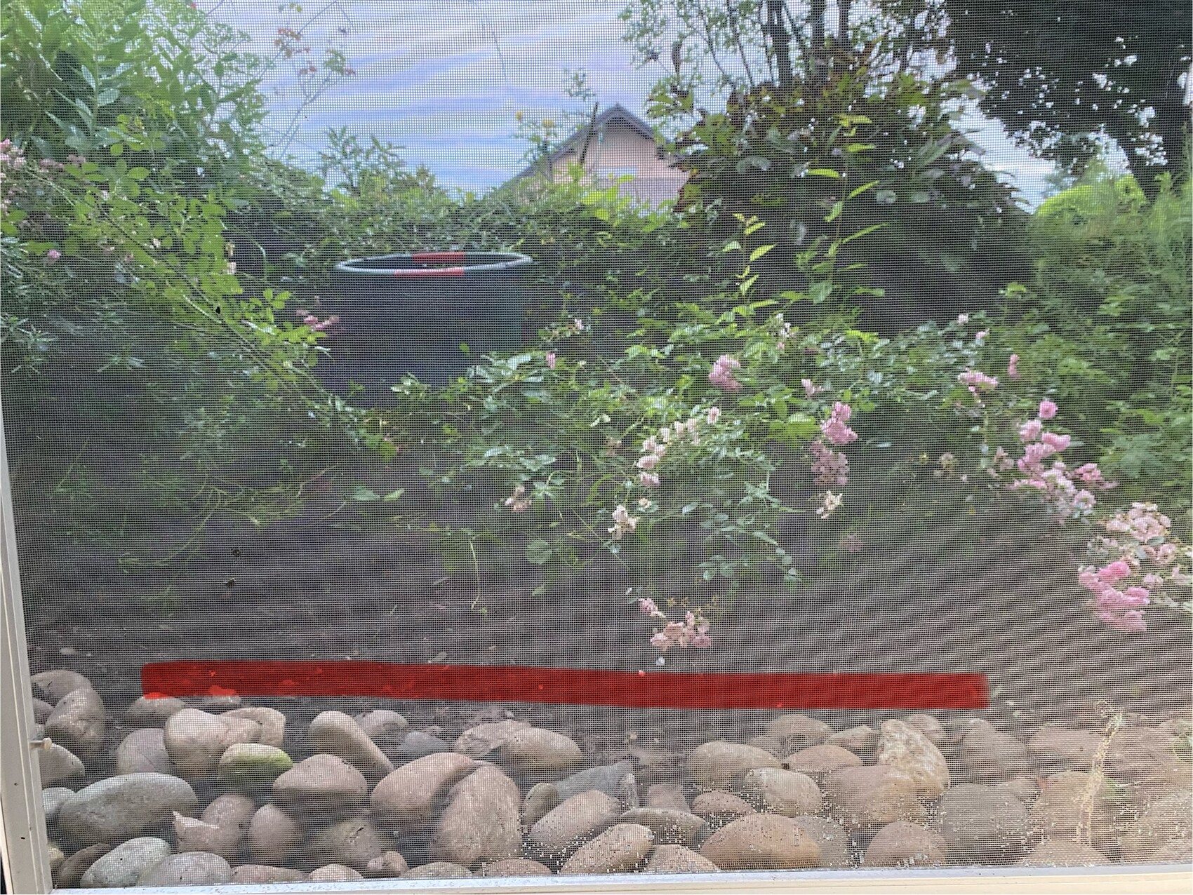 Garden view through window screen: pink climbing roses, gravel ground, black rain barrel in the background.