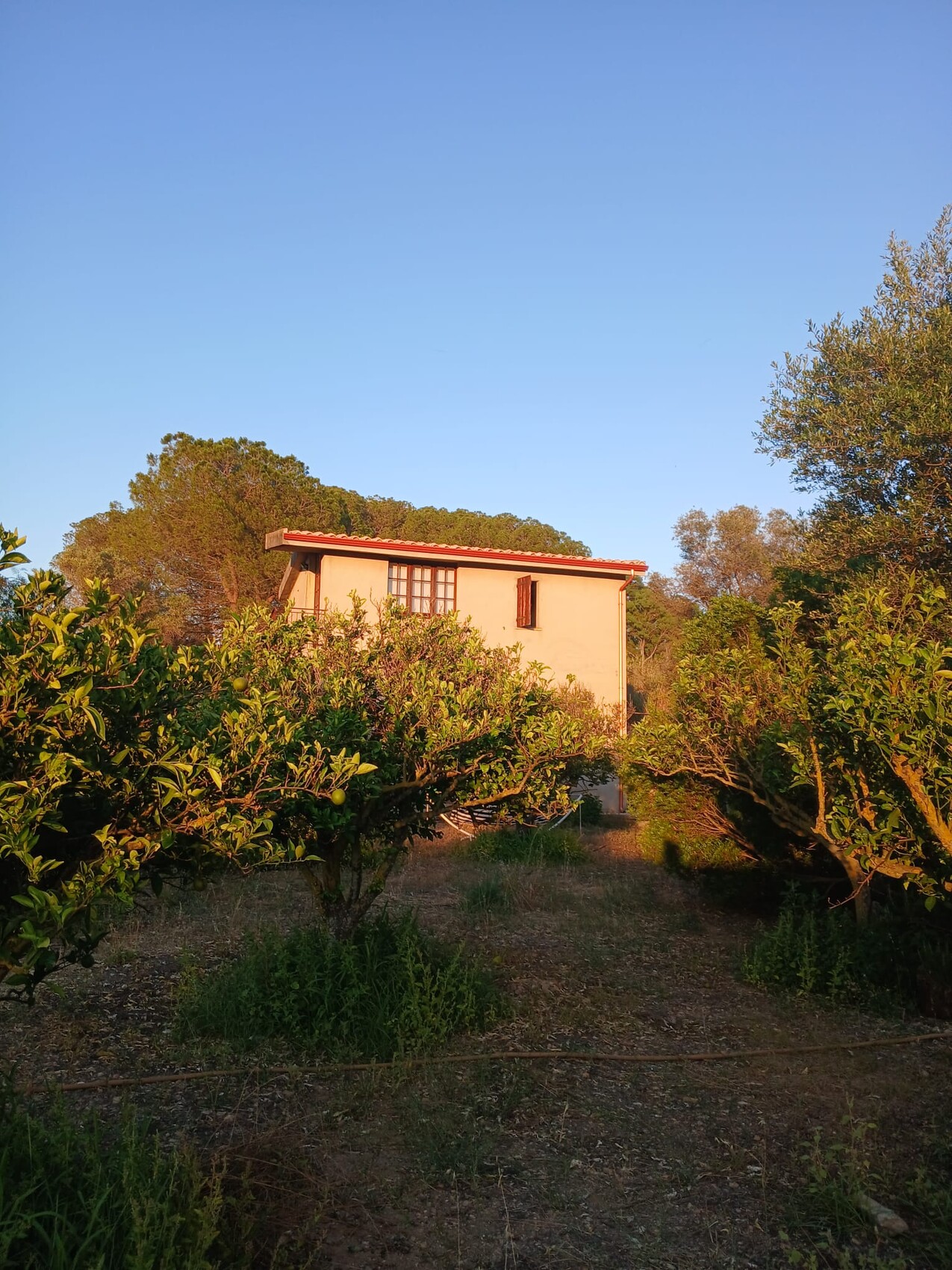 Small house in an orange grove, surrounded by orange trees, golden evening light, blue sky.