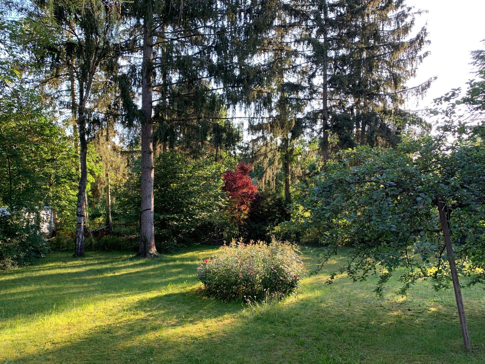 Garden with green lawn, tall fir trees in the background, red bush in the middle, pink blossoms.