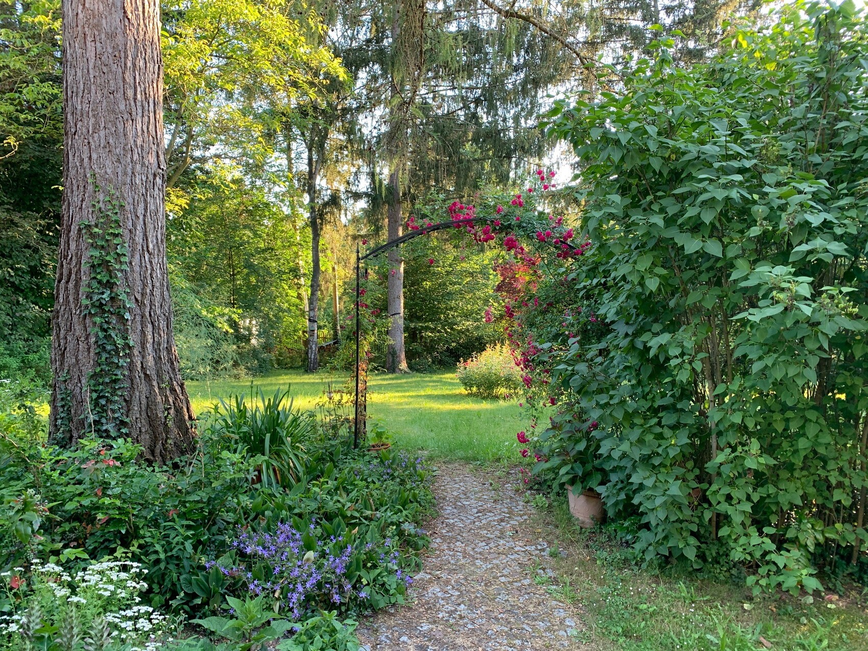 Gravel path in the garden leads to a rose arch with pink flowers, large tree trunk on the left, dense greenery on the right.