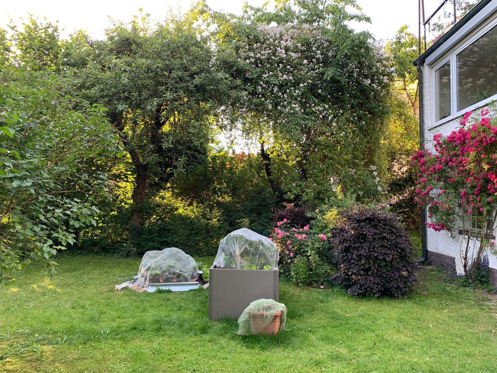 Garden with lawn, two beds covered with nets, blooming roses along the house wall.