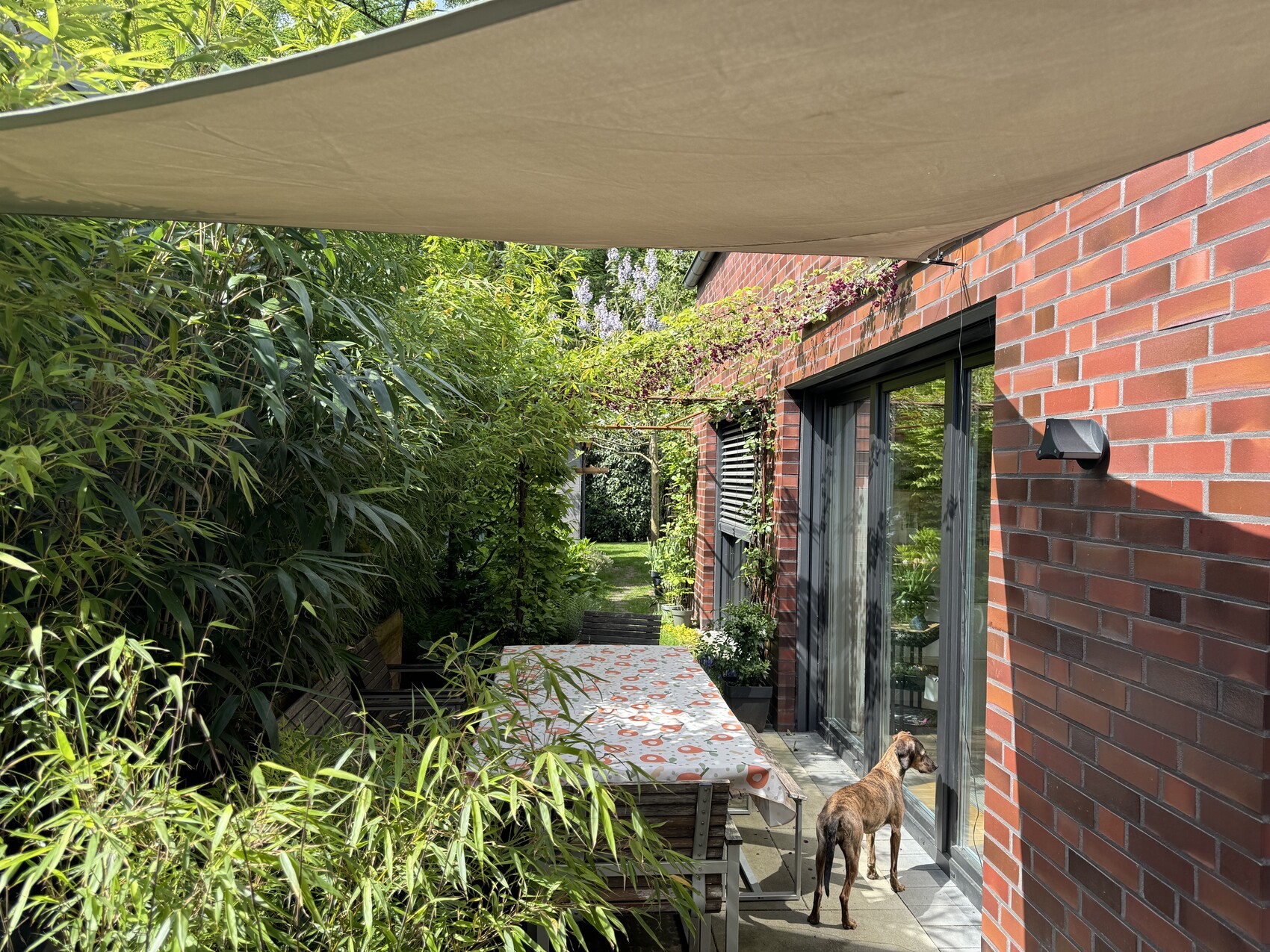 Garten-Terrasse am roten Backsteinhaus mit Esstisch, Bambushecke und Hund vor Glastür.