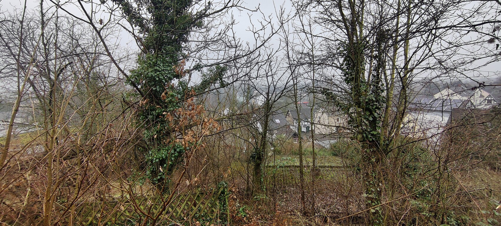 Bare trees and undergrowth in front of a row of houses in gray winter fog.