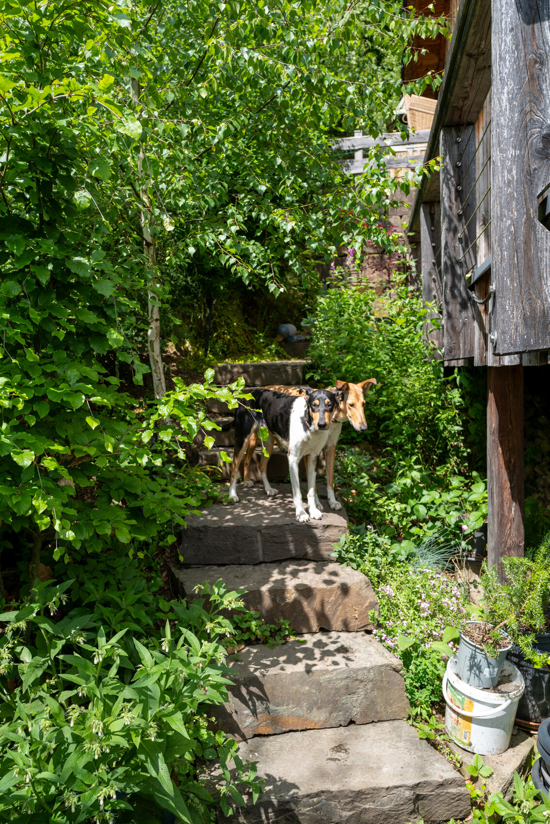Zwei Hunde stehen auf Stein-Stufen im grünen Garten neben einer Holzkonstruktion.