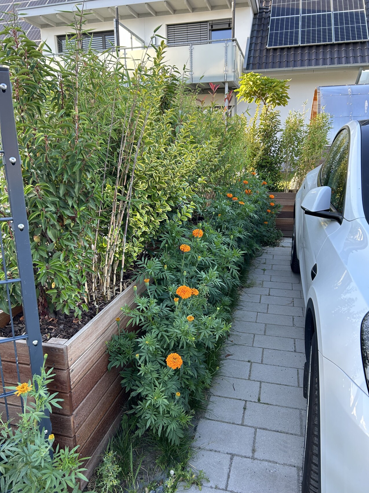 Gartenweg mit Hochbeeten, orange Blumen, geparktes Auto, Haus mit Solaranlagen.