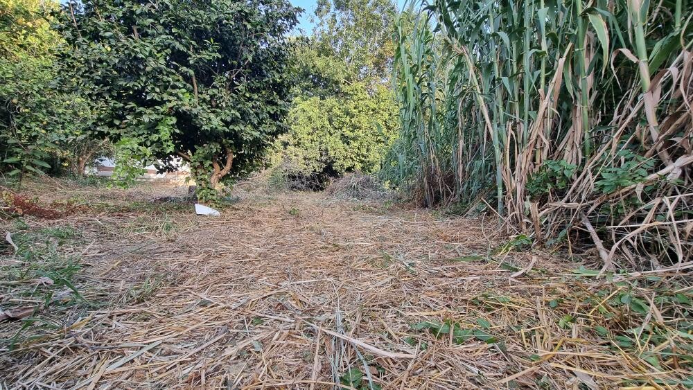 Garden path with dry straw remains on the ground, trees on the left, tall grass on the right.