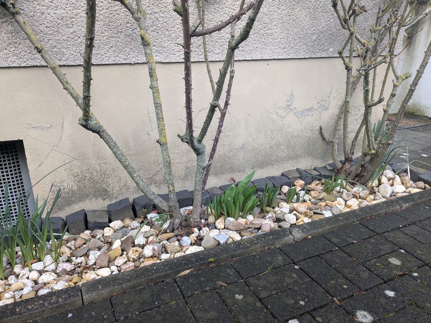 Gravel bed along a house wall with shrubs, planting stones, and a paved path.