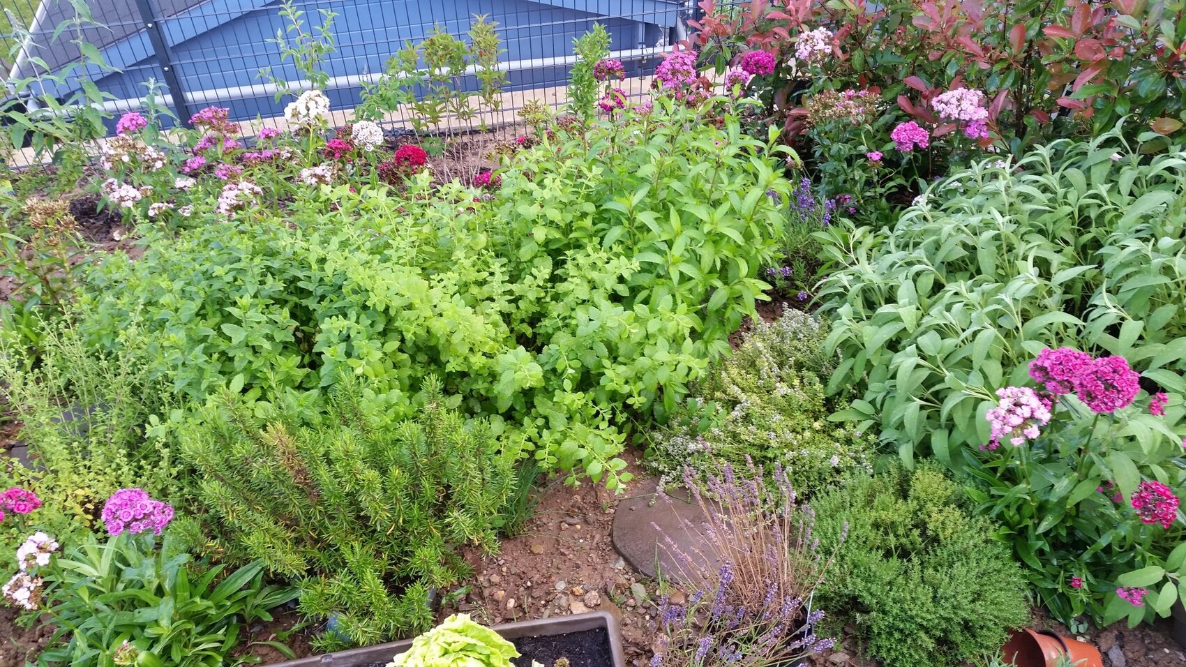 Bunter Gartenrand mit Kräutern, Lavendel und farbigen Blumen am Zaun