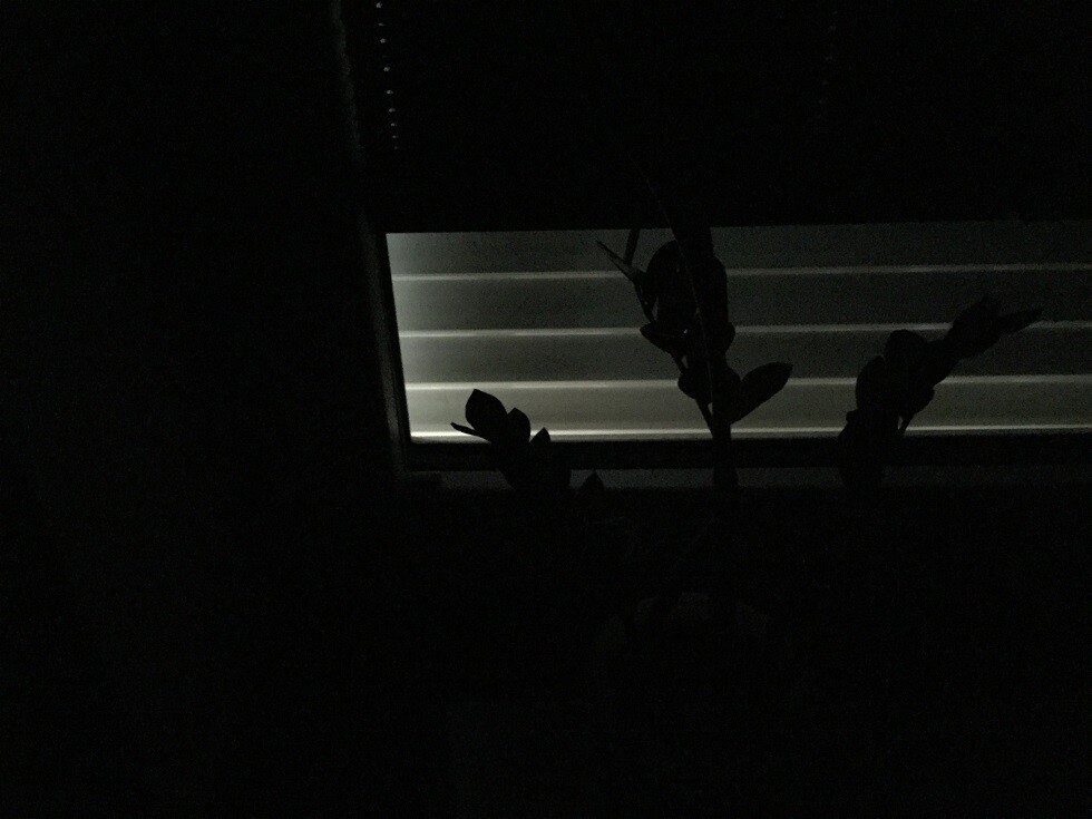 Dunkles Fenster mit Rollladen und Pflanzensilhouette bei Nacht.